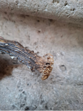 NAVAJA CORZO BANDERA ESPAÑA  ROSETA ARTESANA 111