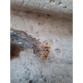 NAVAJA CORZO BANDERA ESPAÑA  ROSETA ARTESANA 111